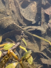 Paratettix mexicanus