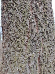 Phellodendron amurense