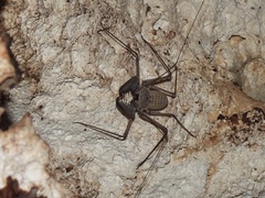 Phrynus operculatus