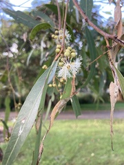 Eucalyptus propinqua