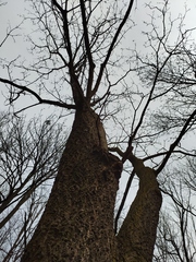 Phellodendron amurense