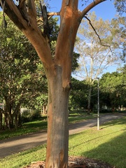 Eucalyptus propinqua