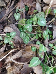 Lamium maculatum