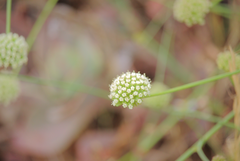 Asteriscium chilense