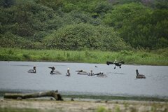 Pelecanus occidentalis
