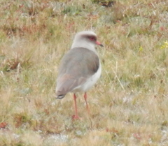 Vanellus resplendens