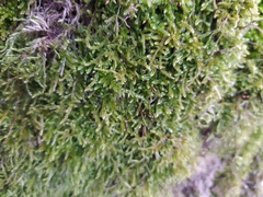 Hypnum cupressiforme