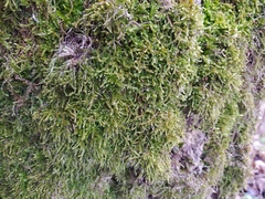 Hypnum cupressiforme