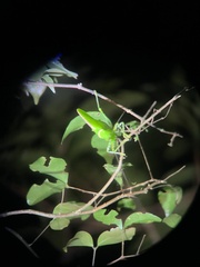 Copiphora rhinoceros