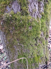 Hypnum cupressiforme