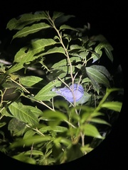 Mniotilta varia