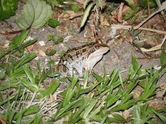 Leptodactylus luctator