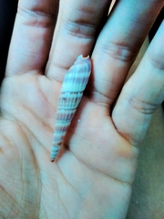 Terebridae
