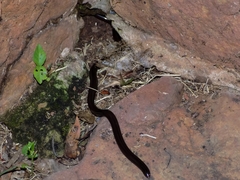 Afrotyphlops bibronii