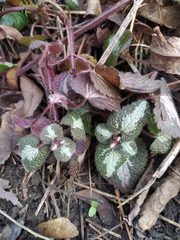 Lamium maculatum