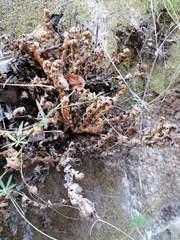 Selaginella pallescens