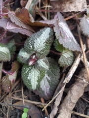 Lamium maculatum