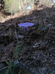 Ipomoea ternifolia ternifolia
