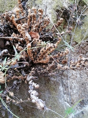 Selaginella pallescens