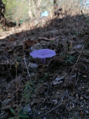 Ipomoea ternifolia ternifolia