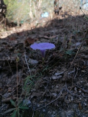 Ipomoea ternifolia ternifolia