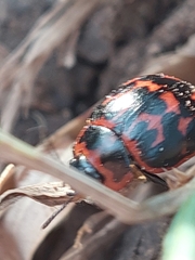 Platyphora congregata