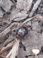 Platyphora congregata