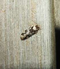 Barea confusella