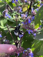 Bombus volucelloides
