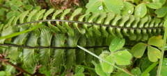 Asplenium monanthes