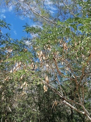 Albizia occidentalis