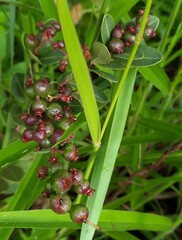 Myrcia