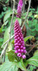 Phytolacca bogotensis