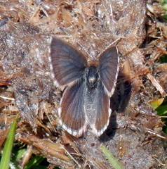 Hemiargus hanno