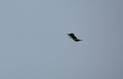 Chaetocercus berlepschi