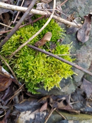 Brachythecium rutabulum