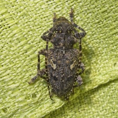 Aegomorphus circumflexus