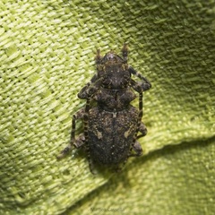 Aegomorphus circumflexus
