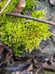 Brachythecium rutabulum