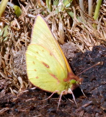 Colias dimera