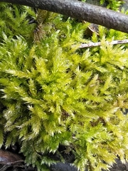 Brachythecium rutabulum