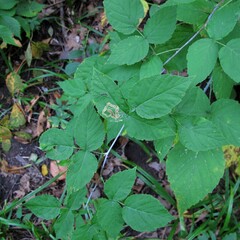 Rubus allegheniensis