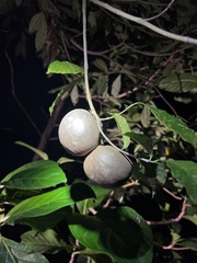 Tabernaemontana donnell-smithii