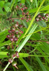 Myrcia