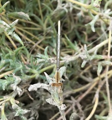 Platycnemis dealbata