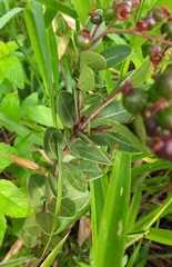 Myrcia