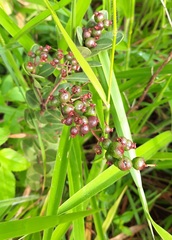 Myrcia