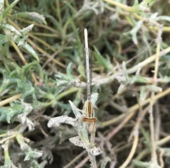 Platycnemis dealbata