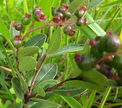 Myrcia