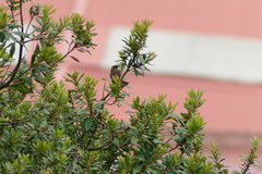 Mecocerculus leucophrys